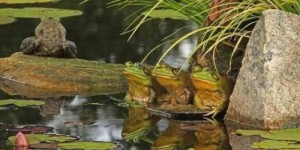 保护生态，刻不容缓！牛蛙为什么要少吃？