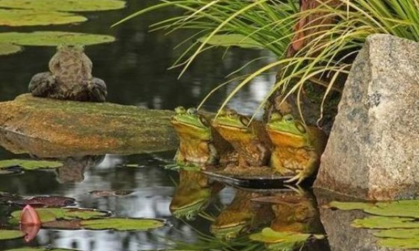 保护生态，刻不容缓！牛蛙为什么要少吃？